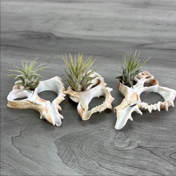 🌿Air Plant in a Shell🌿 - Picture 4 of 6